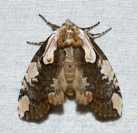 Euthyatira pudens