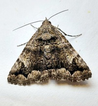Metria amella