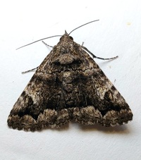 Metria amella