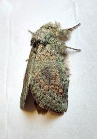 Cecrita biundata