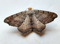 Macaria transitaria