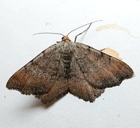 Macaria transitaria