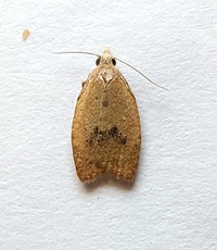Sparganothoides lentiginosana