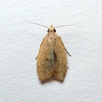 Sparganothoides lentiginosana