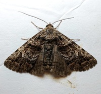 Metria amella
