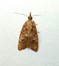 Platynota rostrana