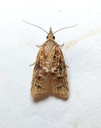 Platynota rostrana