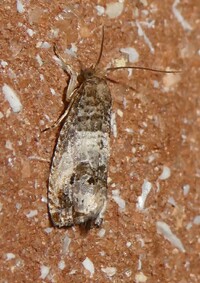 Notocelia rosaecolana