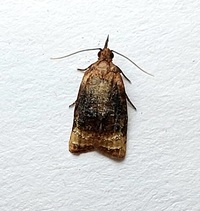 Platynota flavedana
