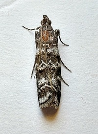 Dioryctria amatella
