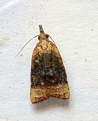 Platynota flavedana