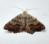 Macaria transitaria