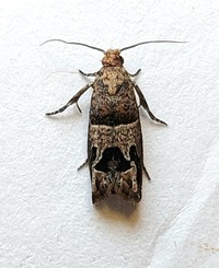 Sonia paraplesiana