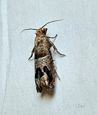 Sonia paraplesiana