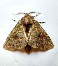 Cecrita biundata