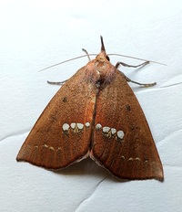 Hypsoropha monilis