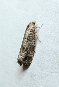 Retinia gemistrigulana