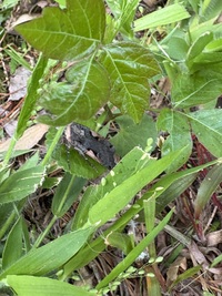 Xestia unidentified species