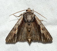 Morrisonia evicta