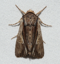 Morrisonia evicta
