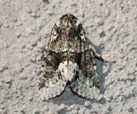 Lacinipolia explicata
