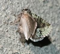 Lacinipolia explicata