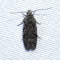 Xenolechia ontariensis