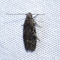 Xenolechia ontariensis