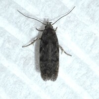Xenolechia ontariensis