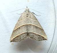 Colobochyla interpuncta
