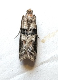 Dioryctria amatella