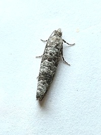 Retinia gemistrigulana