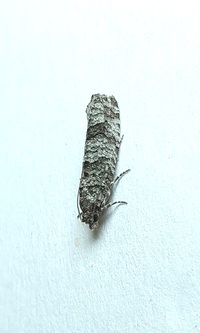 Retinia gemistrigulana