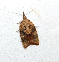 Platynota flavedana