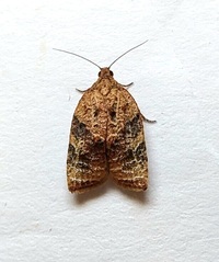 Platynota flavedana