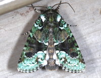 Lacinipolia explicata