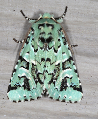 Feralia comstocki