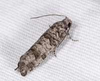Retinia gemistrigulana