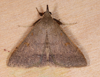 Renia salusalis-fraternalis