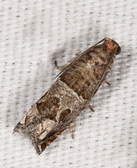 Sonia paraplesiana