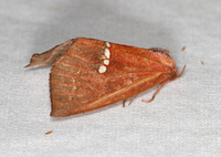 Hypsoropha monilis