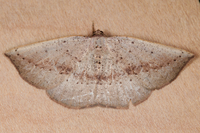 Tacparia zalissaria