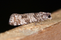 Retinia gemistrigulana