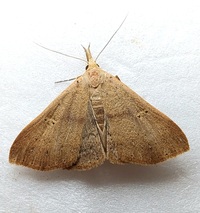 Renia salusalis-fraternalis