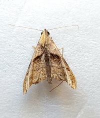 Palthis angulalis