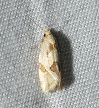 Aethes unidentified species