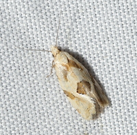 Aethes unidentified species