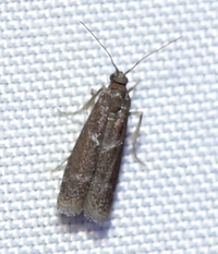 Cabnia myronella