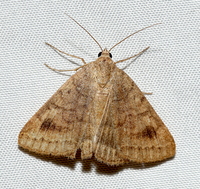 Caenurgia chloropha