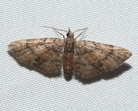 Eupithecia peckorum